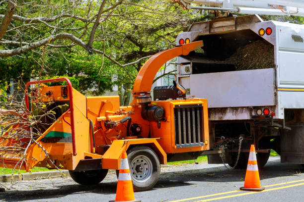 Best Commercial Tree Services  in Georgetown, CO