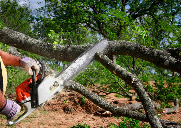 Best Emergency Tree Removal  in Georgetown, CO